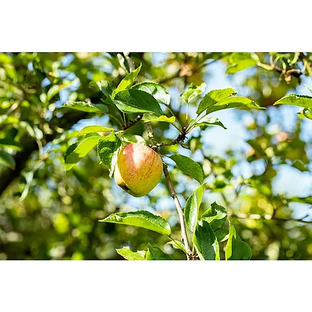 Piardino Bio Apfelbaum