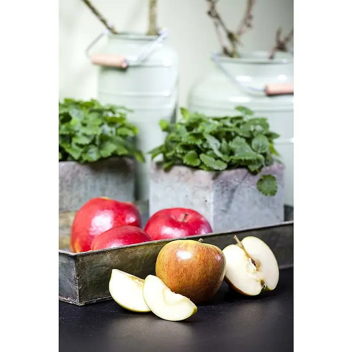 Piardino Bio Apfelbaum - Malus domestica Cox Orange, Erntezeit: September - Stillleben mit roten und braunen Äpfeln auf einem Tablett mit Pflanzen und Dekokannen im Hintergrund.