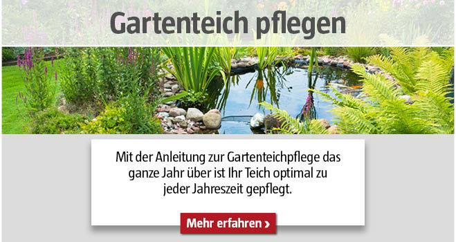 Gartenteich pflegen das ganze Jahr