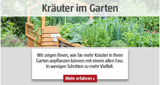 Kräuter im Garten