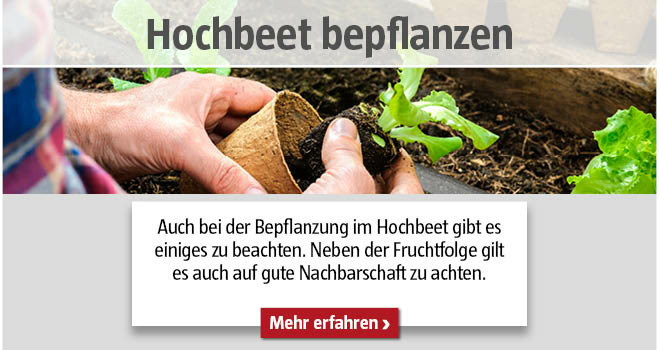 Hochbeet bepflanzen