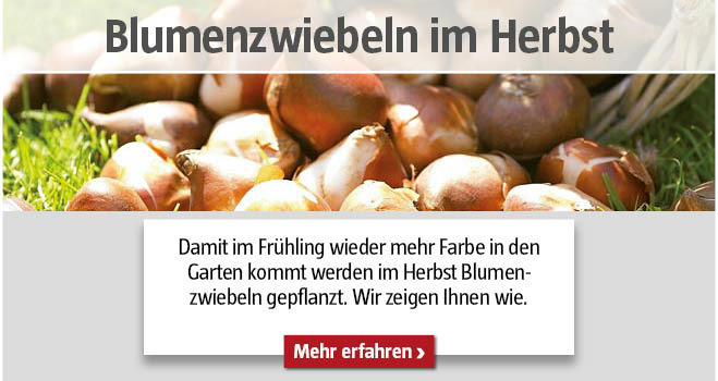 Blumenzwiebeln