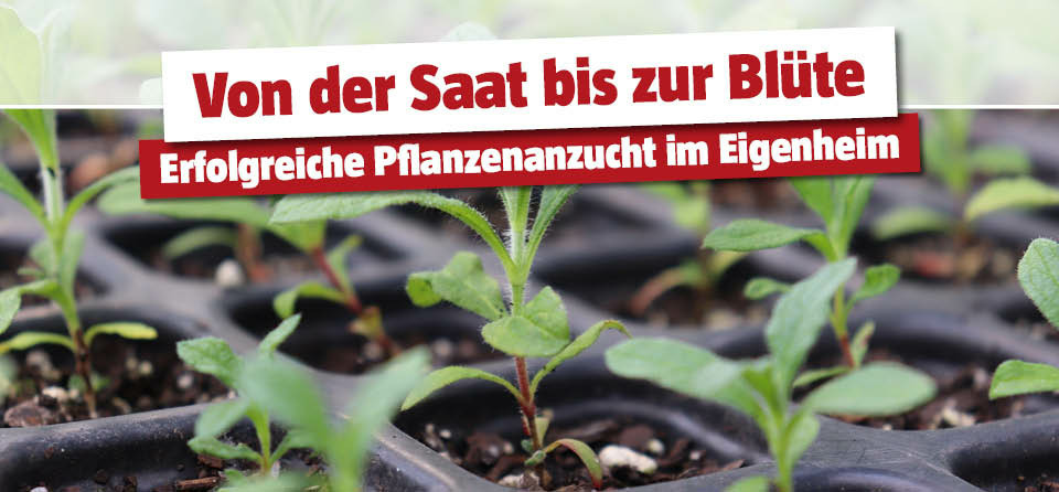 Pflanzenanzucht