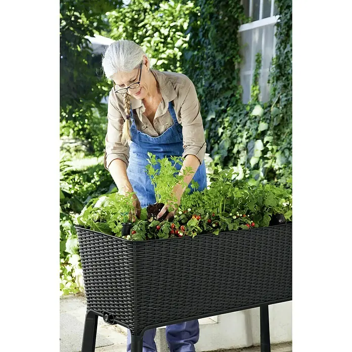 Keter Hochbeet Easy Growing - 114 x 49,3 x 75,7 cm, Kunststoff, Dunkelgrau - Eine Frau gärtnert in einem schwarzen, erhöhten Pflanzkasten, der mit verschiedenen Pflanzen und roten Früchten gefüllt ist.