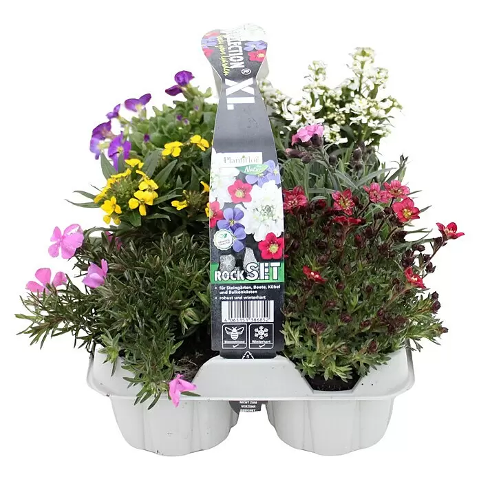 Piardino Frühlingsblüher Set Polsterstauden - verschiedene Sorten, 6 Stk., Topfgröße: 9 cm - Weiße Kunststoffschale mit einer Auswahl farbenfroher Steinpflanzen und Plantiflor Markenetikett.