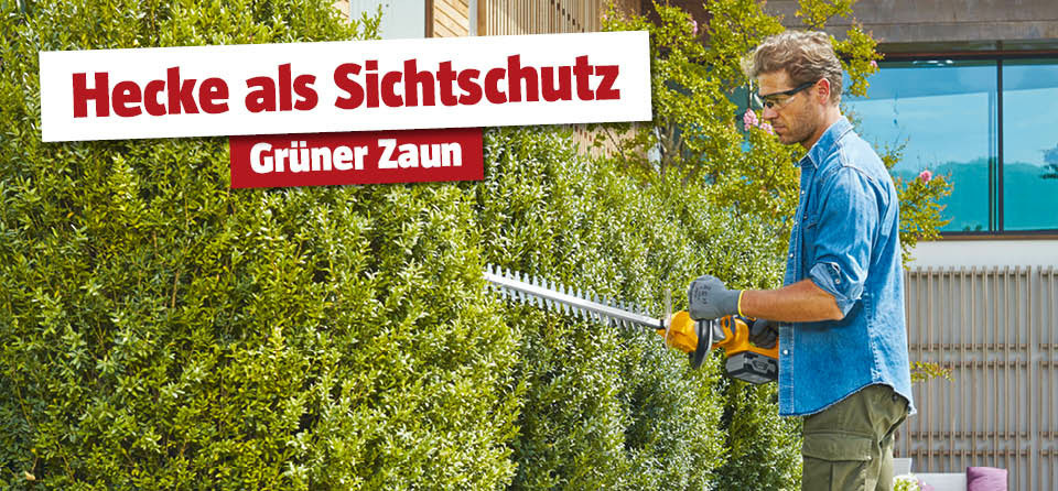 Hecke als Scihtschutz