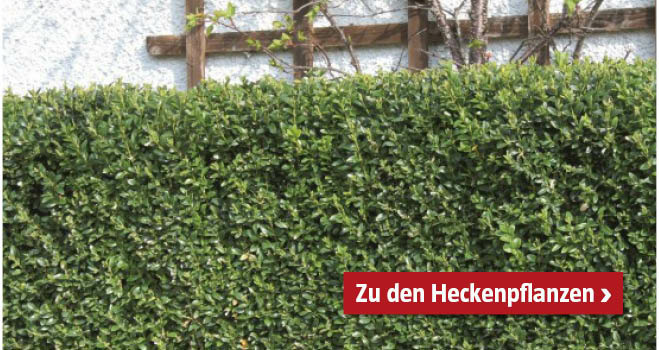 Heckenpflanzen