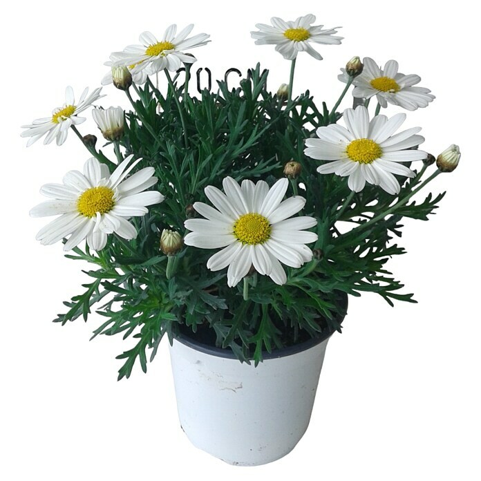 Argyranthemum frutescens 14 Bofinger wei