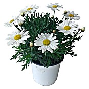 Argyranthemum frutescens 14 Bofinger wei
