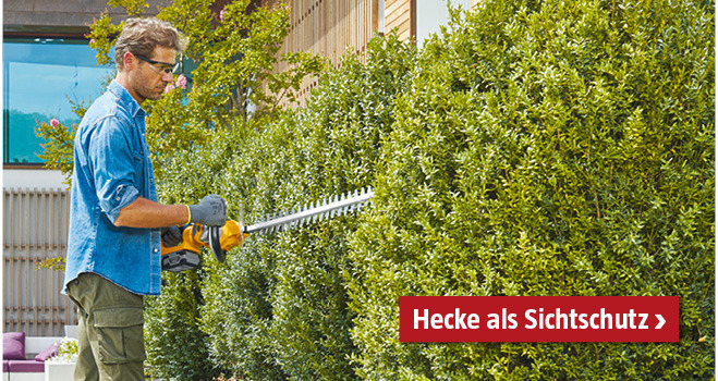 Hecke als Sichtschutz
