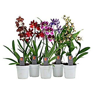 Piardino Orhideja (Veličina tegle: 12 cm, Razne boje, Uspravno)