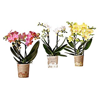 Phalaenopsis (Veličina tegle: 9 cm, Razne boje, Broj izdanaka: 2 Kom., Uspravno)