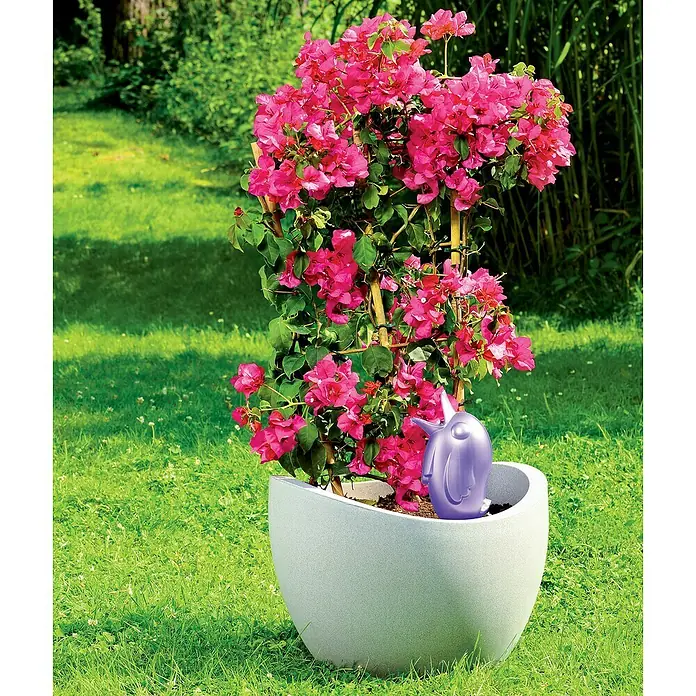 Scheurich Wasserspender Bördy XL - 620 ml, Pearl Purple - Pinkfarbene Bougainvillea-Blüten klettern auf einem Rankgitter in einem hellgrauen Topf. Dekorative, automatische Bewässerung in Topfpflanze.
