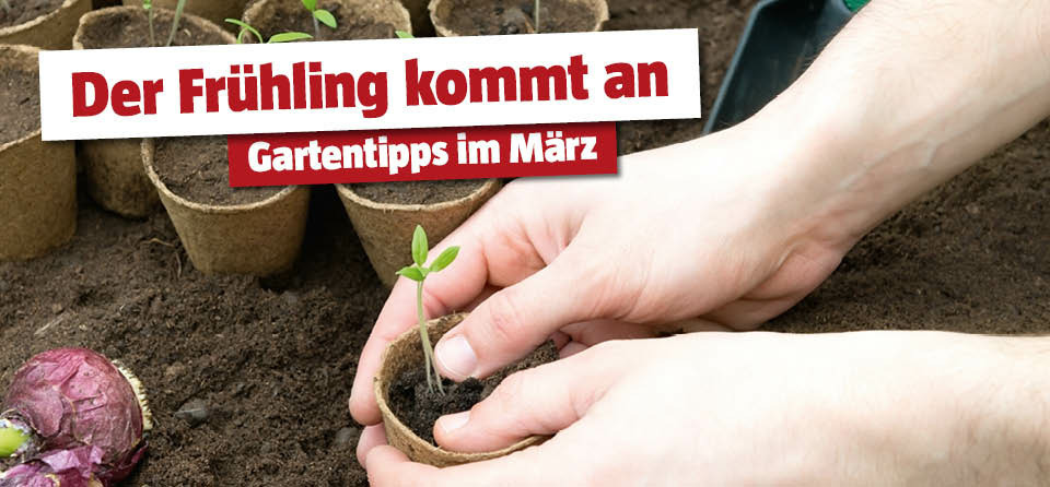 Gartentipps März