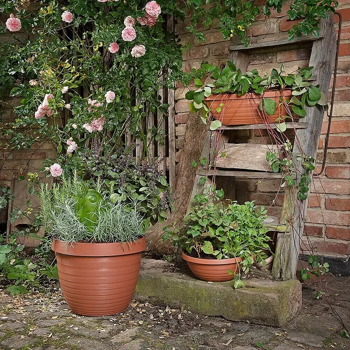 Scheurich Country Star PflanztopfAußenmaß (Ø x H): 25 x 18,6 cm, Kunststoff, Terracotta - Ein rustikales Arrangement mit Terrakotta-Töpfen voller Kräuter und Erdbeeren, ergänzt durch eine alte Holzleiter und Rosen.