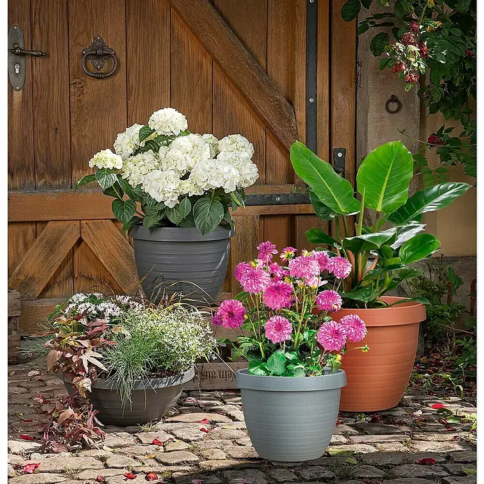 Scheurich Country Star Pflanztopf - Außenmaß (Ø x H): 40 x 30 cm, Kunststoff, Grau - Blumenarrangement mit verschiedenen Pflanzen in stilvollen Übertöpfen vor einer Holztür.