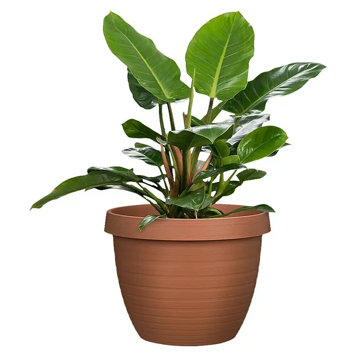 Scheurich Country Star Pflanztopf - Außenmaß (Ø x H): 25 x 18,6 cm, Kunststoff, Terracotta - Zimmerpflanze 'Philodendron' in einem Terrakotta-Topf. Dekorative, grüne Zimmerpflanze für ein schönes Ambiente.