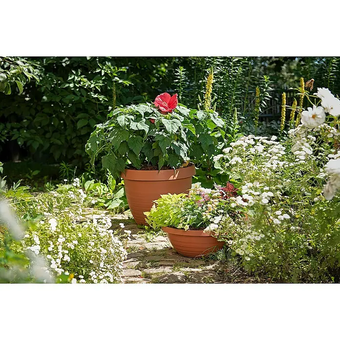 Scheurich Country Star Pflanzschale rund - Außenmaß (Ø x H): 39 x 14,7 cm, Kunststoff, Terracotta - Draufsicht auf zwei Terrakotta-Pflanztöpfe mit üppigen Blütenpflanzen in einem Garten, die einladende Farbtupfer in die grüne Umgebung bringen.