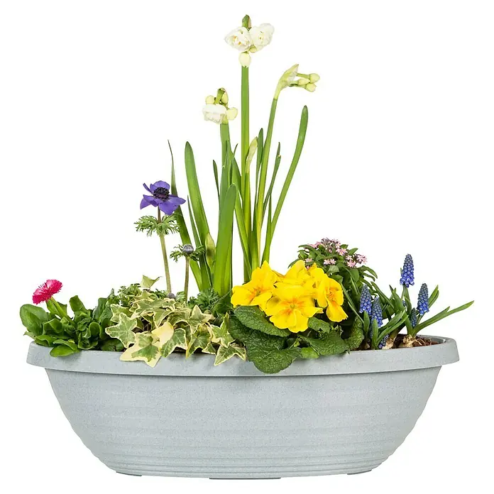 Scheurich Country Star Pflanzschale eckig - Außenmaß (L x B x H): 49 x 19 x 14,8 cm, Kunststoff, Granite grey - Ein Arrangement aus Frühlingsblumen, darunter Narzissen, Primeln und Anemonen, in einem länglichen, grauen Pflanzgefäß.