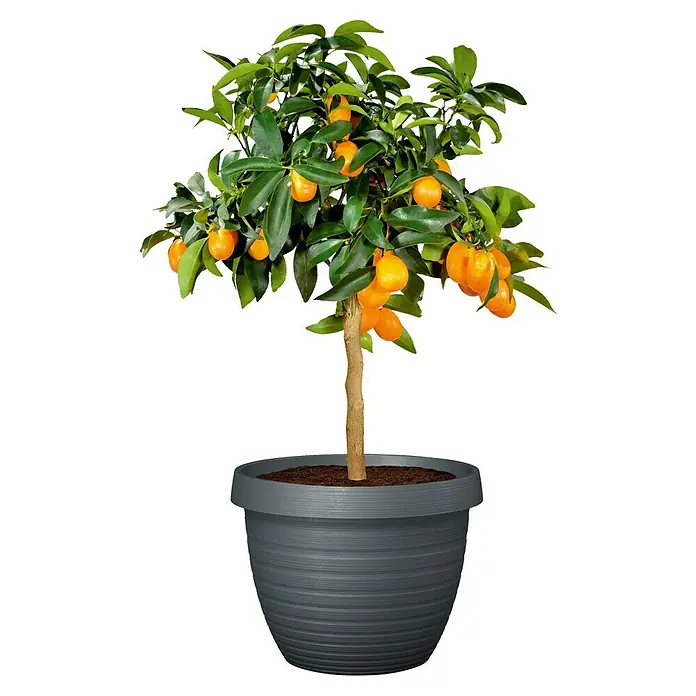 Scheurich Country Star Pflanztopf - Außenmaß (Ø x H): 48 x 36,7 cm, Kunststoff, Anthrazit - Ein Kumquat-Baum in einem grauen Topf, der die leuchtend orangefarbenen Früchte und grünen Blätter hervorhebt. Er ist ein dekoratives Zimmerpflanze.