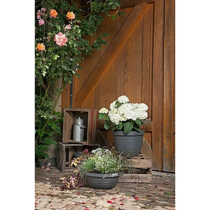Scheurich Country Star Pflanztopf - Außenmaß (Ø x H): 25 x 18,6 cm, Kunststoff, Anthrazit - Dekorative Pflanzgefäße in Grau, kombiniert mit üppigen Blumenarrangements, schaffen eine idyllische Gartenszene vor einer rustikalen Holzwand.
