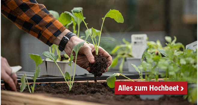Hochbeet