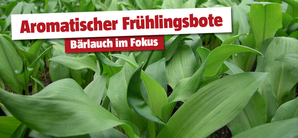Bärlauch