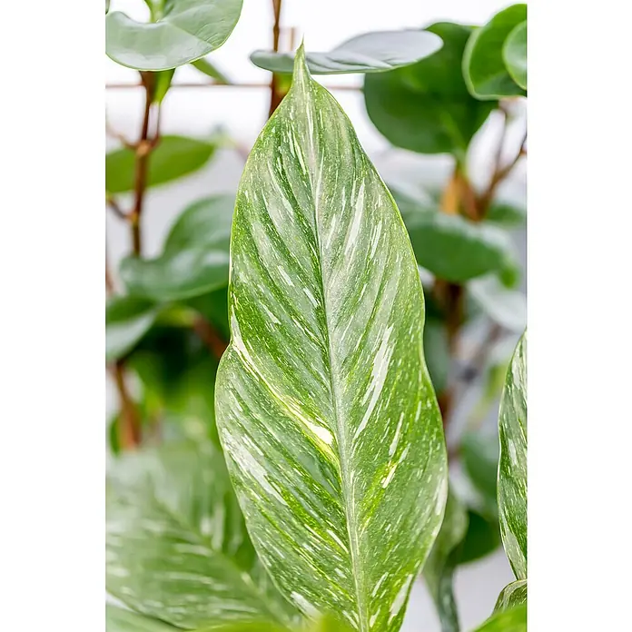 Piardino Einblatt - Spathiphyllum varigata, Topfgröße: 14 cm - Nahaufnahme eines Blattes der gefleckten Dieffenbachie mit ihren charakteristischen weißen und grünen Mustern.
