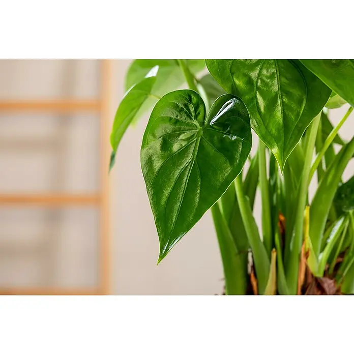 Piardino Pfeilblatt - Alocasia cucullata, Topfgröße: 17 cm - Nahaufnahme eines glänzenden, grünen Anthurienblatts, das die Textur und Form der Zimmerpflanze hervorhebt.