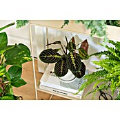 Piardino Bunte Pfeilwurz (Maranta leuconeura, Topfgröße: 12 cm) | BAUHAUS