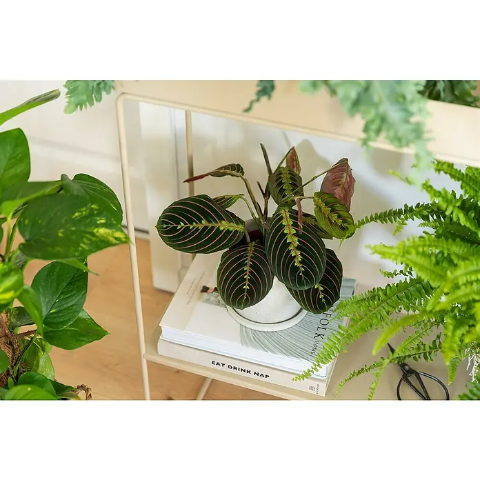 Piardino Bunte Pfeilwurz - Maranta leuconeura, Topfgröße: 12 cm - Ein Gebetspflanze in einem weißen Topf auf einem Bücherstapel auf einem Regal, umgeben von anderen Zimmerpflanzen.