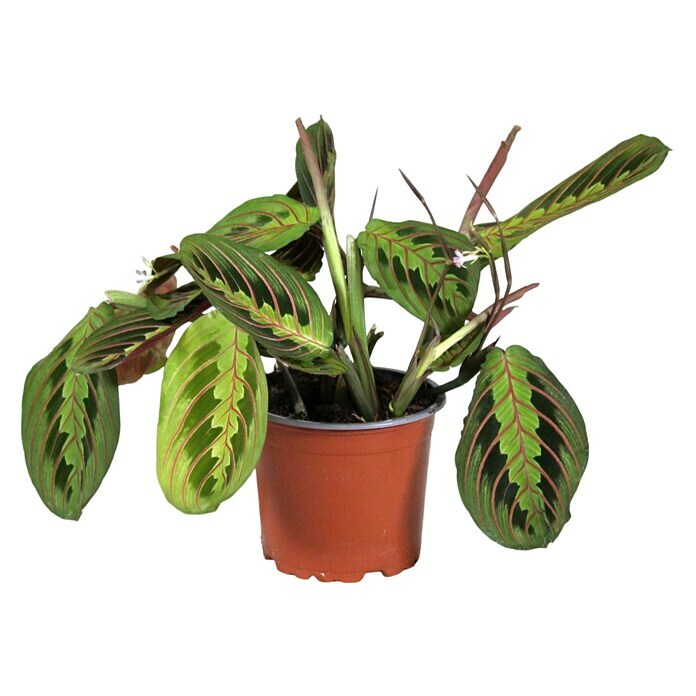 Piardino Bunte Pfeilwurz (Maranta leuconeura, Topfgröße: 12 cm) | BAUHAUS