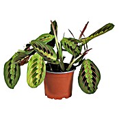 Piardino Bunte Pfeilwurz (Maranta leuconeura, Topfgröße: 12 cm) | BAUHAUS