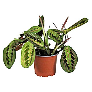 Piardino Bunte Pfeilwurz (Maranta leuconeura, Topfgröße: 12 cm)