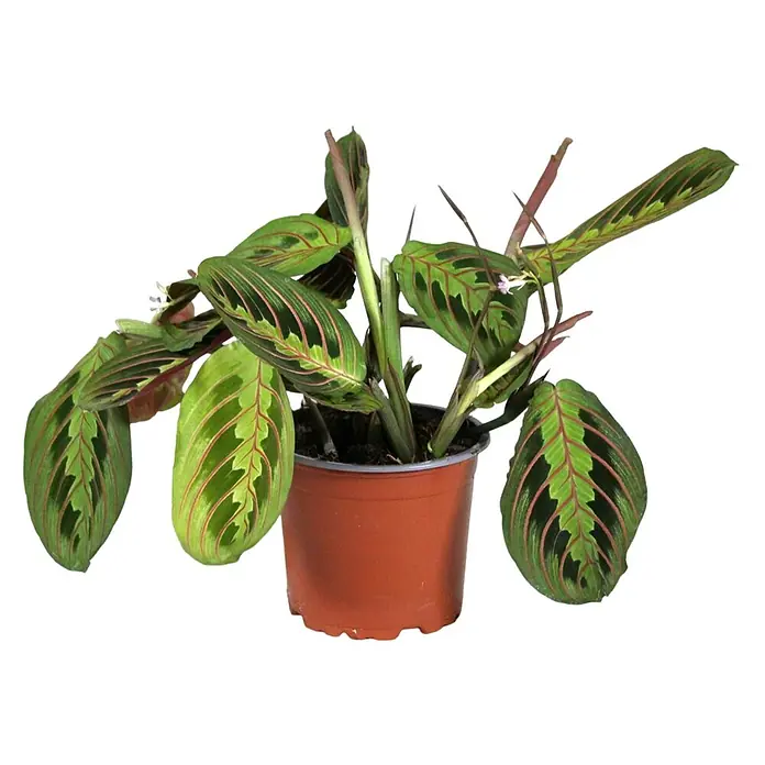 Piardino Bunte Pfeilwurz - Maranta leuconeura, Topfgröße: 12 cm - Diese Aufnahme zeigt eine Gebetspflanze (Marantha leuconeura) in einem braunen Topf, mit ihren dekorativen Blättern und zarten Blüten.
