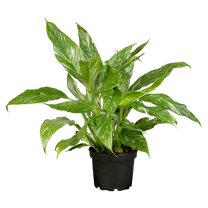 Piardino Einblatt (Spathiphyllum varigata, Topfgröße: 14 cm) | BAUHAUS