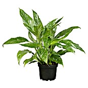 Piardino Einblatt (Spathiphyllum varigata, Topfgröße: 14 cm) | BAUHAUS