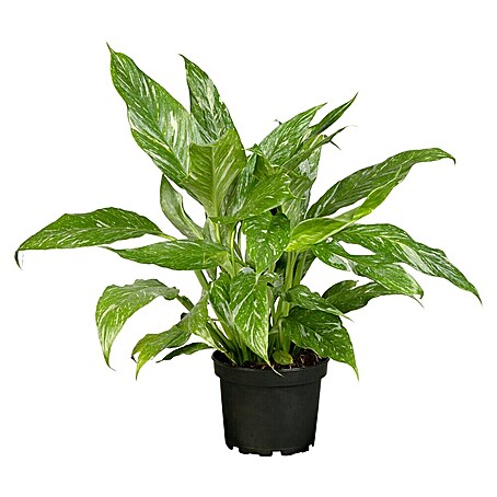 Piardino Einblatt (Spathiphyllum varigata, Topfgröße: 14 cm)