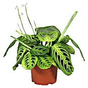 Piardino Bunte Pfeilwurz (Maranta leuconeura, Topfgröße: 12 cm) | BAUHAUS