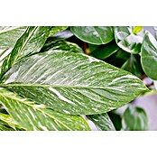 Piardino Einblatt (Spathiphyllum varigata, Topfgröße: 14 cm) | BAUHAUS
