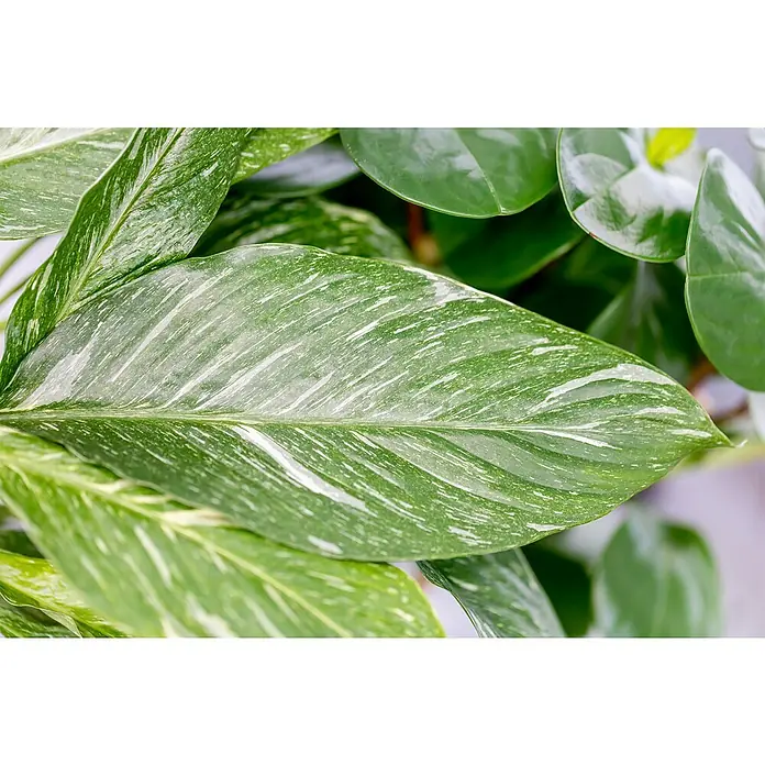 Piardino Einblatt - Spathiphyllum varigata, Topfgröße: 14 cm - Nahaufnahme eines Blattes der Spathiphyllum Silver Cupido, das die einzigartige silberne Marmorierung der Blätter hervorhebt.