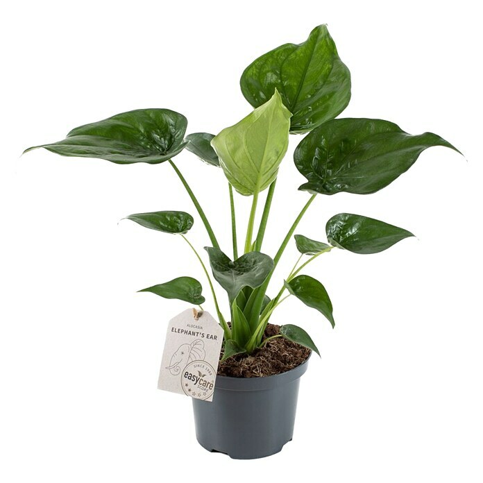 Piardino Pfeilblatt (Alocasia cucullata, Topfgröße: 17 cm) | BAUHAUS