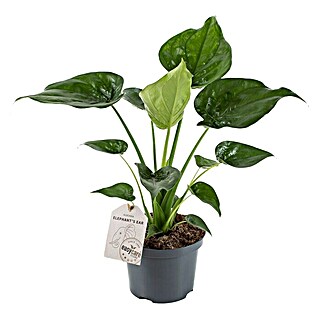 Piardino Pfeilblatt (Alocasia cucullata, Topfgröße: 17 cm)