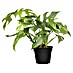 Piardino Fensterblatt Monstera 'Minima' 