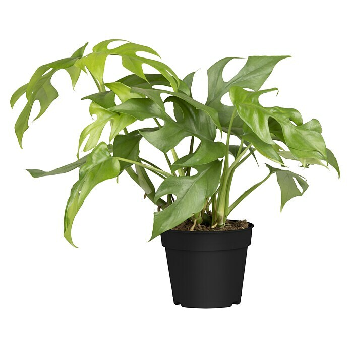 Piardino Fensterblatt Monstera 'Minima' (Monstera delociosa 'Minima', Topfgröße: 15 cm) | BAUHAUS