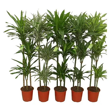 Piardino  Drácena marginata