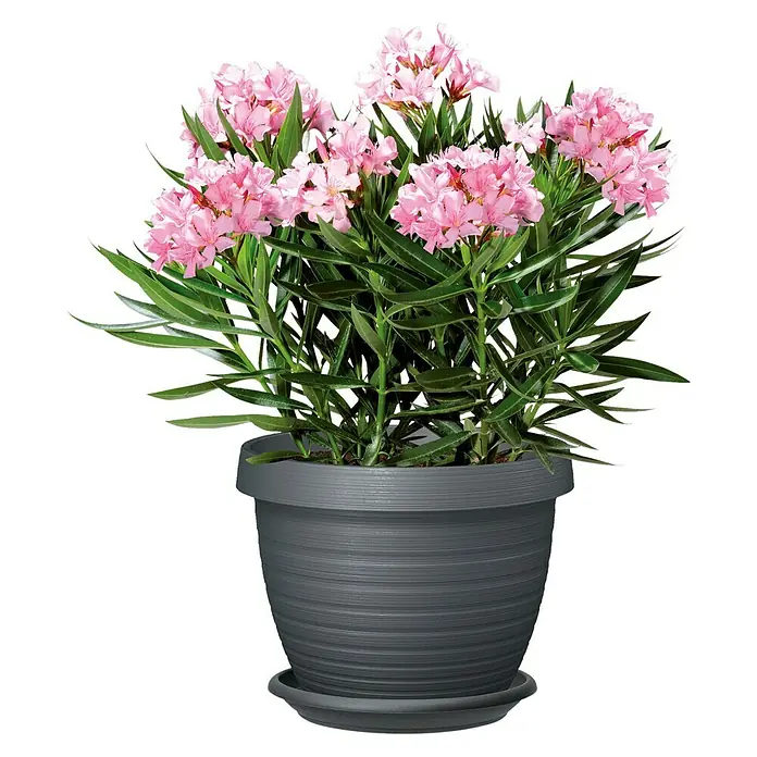 Scheurich Blumentopf-Untersetzer Oliver - Außenmaß (Ø x H): 63 x 9 cm, Kunststoff, Metallic Grey - Hübscher Oleander im grauen Topf. Die zarten rosa Blüten und das satte Grün der Blätter machen ihn zum Blickfang für jeden Raum.