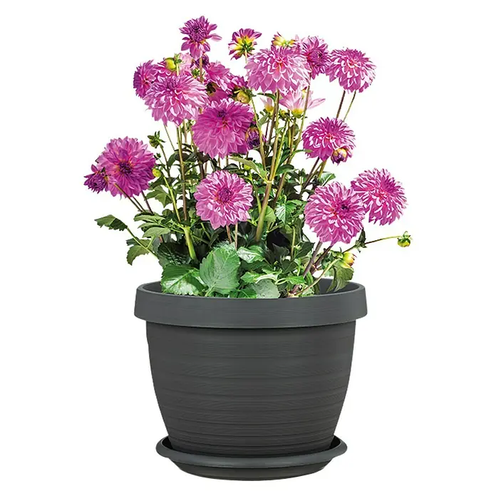Scheurich Country Star Pflanztopf - Außenmaß (Ø x H): 25 x 18,6 cm, Kunststoff, Anthrazit - Ein Topf mit lila Dahlienblüten, die elegant in einem strukturierten, anthrazitfarbenen Topf auf einem passenden Untersetzer arrangiert sind.