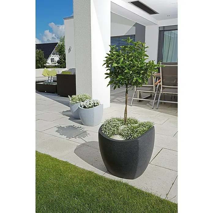 Scheurich Wave Globe Pflanzkübel eckig - Außenmaß (L x B x H): 39,4 x 39,4 x 35,5 cm, Kunststoff, Schwarz granit - Ein moderner, dunkelgrauer Pflanzkübel mit einem kleinen Baum und weißen Blüten auf einer Terrasse mit grauen Steinplatten und grünem Rasen.
