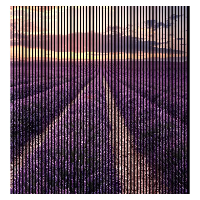 Akustikpaneel - L x B x H: 2.400 x 2.253 x 19 mm, Violett/Gelb, Lavendel 01 - Blick auf ein Lavendelfeld im Sonnenuntergang, unterbrochen von schwarzen vertikalen Linien. Ein ruhiges und duftendes Erlebnis.